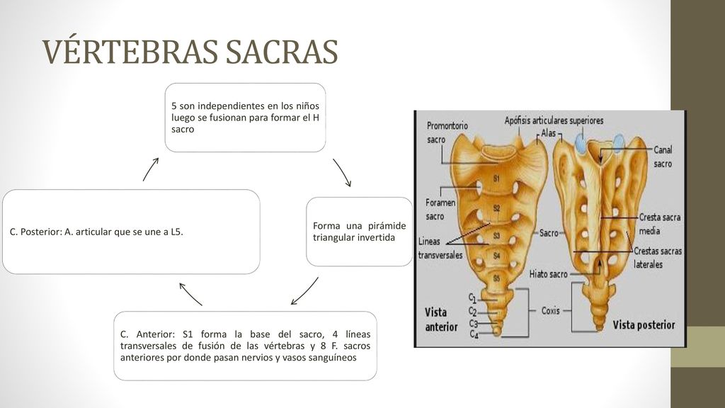 VÉRTEBRAS SACRAS 5 son independientes en los niños luego se fusionan para formar el H sacro. Forma una pirámide triangular invertida.