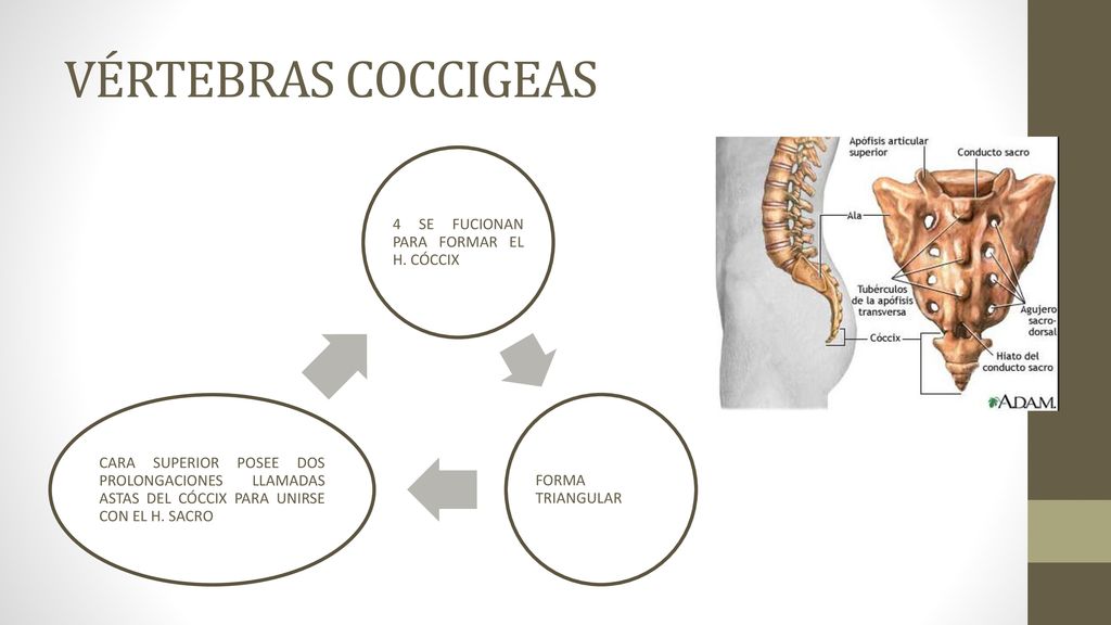 VÉRTEBRAS COCCIGEAS 4 SE FUCIONAN PARA FORMAR EL H. CÓCCIX. FORMA TRIANGULAR.
