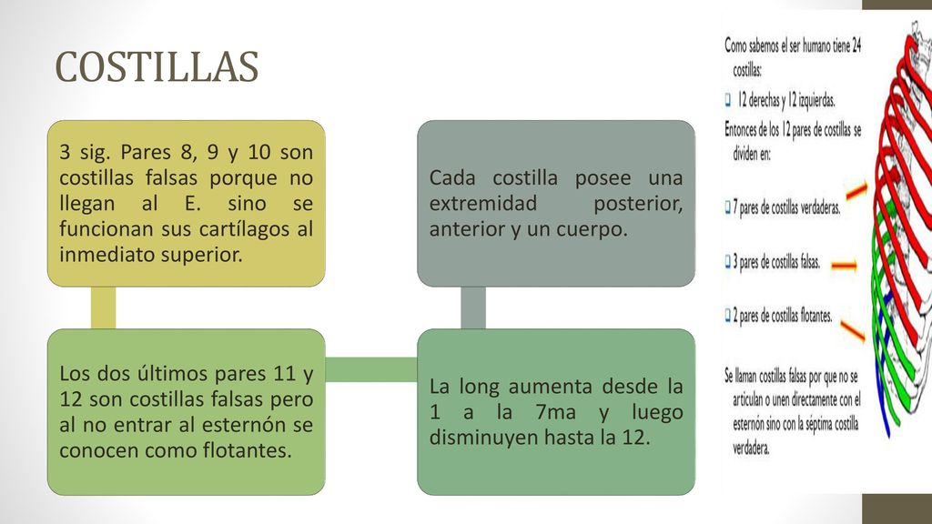 COSTILLAS 3 sig. Pares 8, 9 y 10 son costillas falsas porque no llegan al E. sino se funcionan sus cartílagos al inmediato superior.