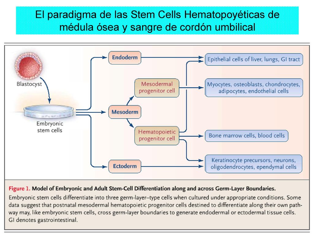 El paradigma de las Stem Cells Hematopoyéticas de médula ósea y sangre de cordón umbilical