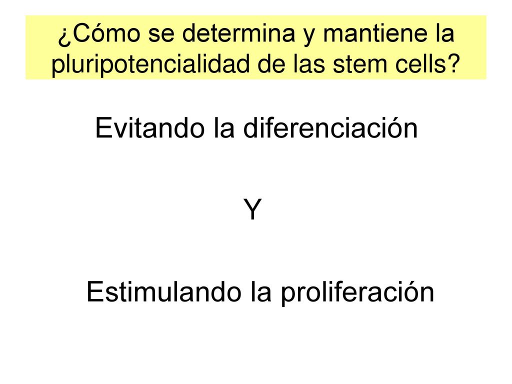¿Cómo se determina y mantiene la pluripotencialidad de las stem cells