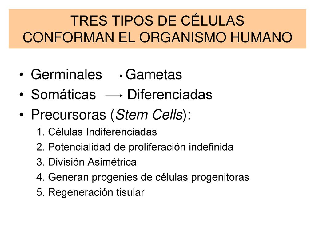 TRES TIPOS DE CÉLULAS CONFORMAN EL ORGANISMO HUMANO