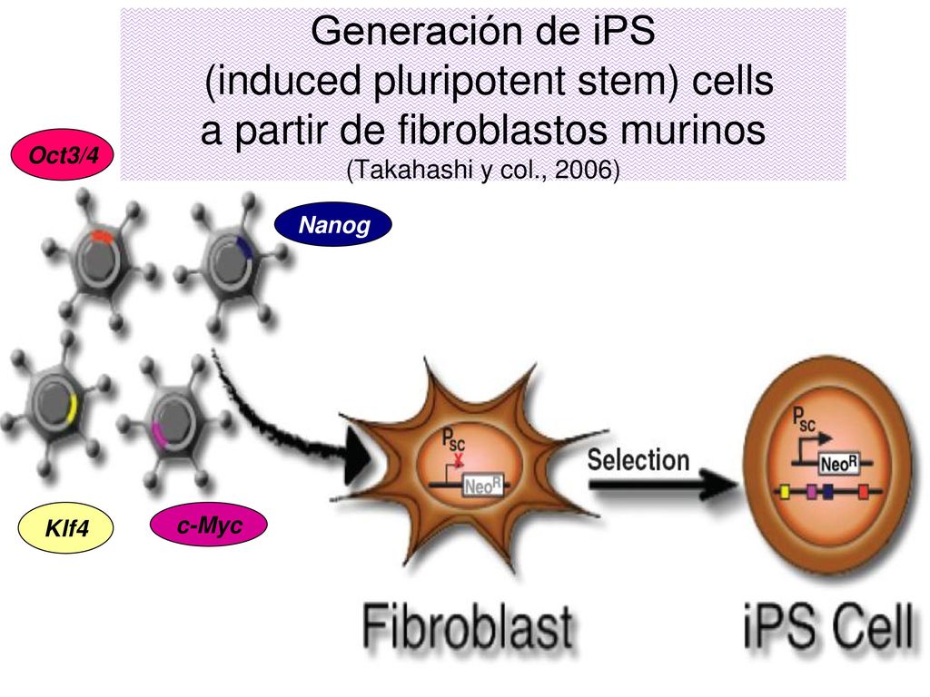 Generación de iPS (induced pluripotent stem) cells a partir de fibroblastos murinos (Takahashi y col., 2006)