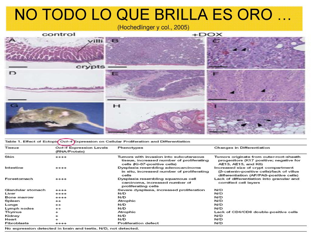 NO TODO LO QUE BRILLA ES ORO … (Hochedlinger y col., 2005)