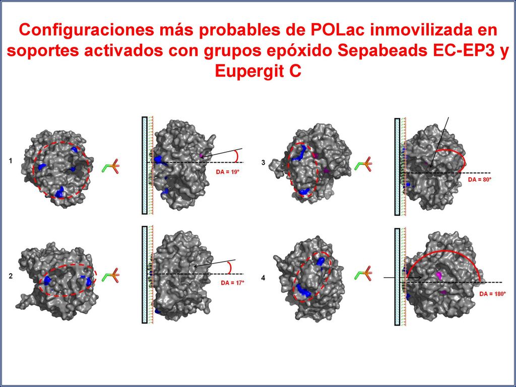 Configuraciones más probables de POLac inmovilizada en soportes activados con grupos epóxido Sepabeads EC-EP3 y Eupergit C