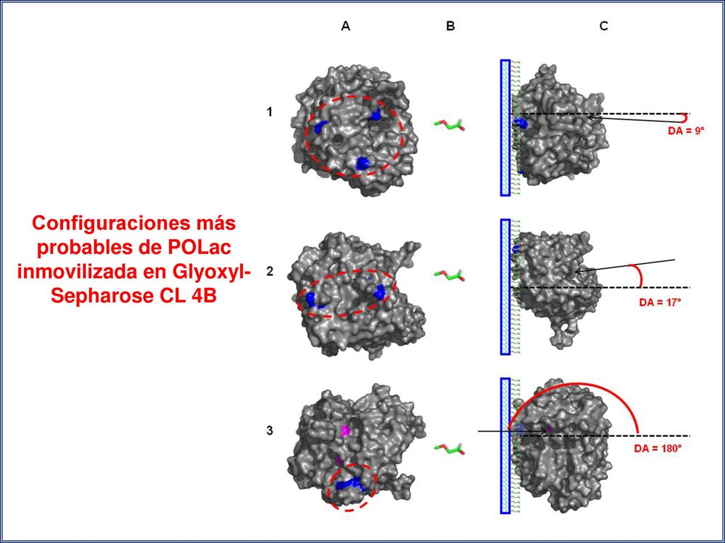 Configuraciones más probables de POLac inmovilizada en Glyoxyl-Sepharose CL 4B