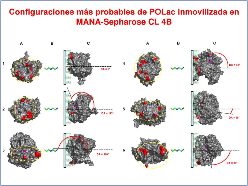 Configuraciones más probables de POLac inmovilizada en MANA-Sepharose CL 4B