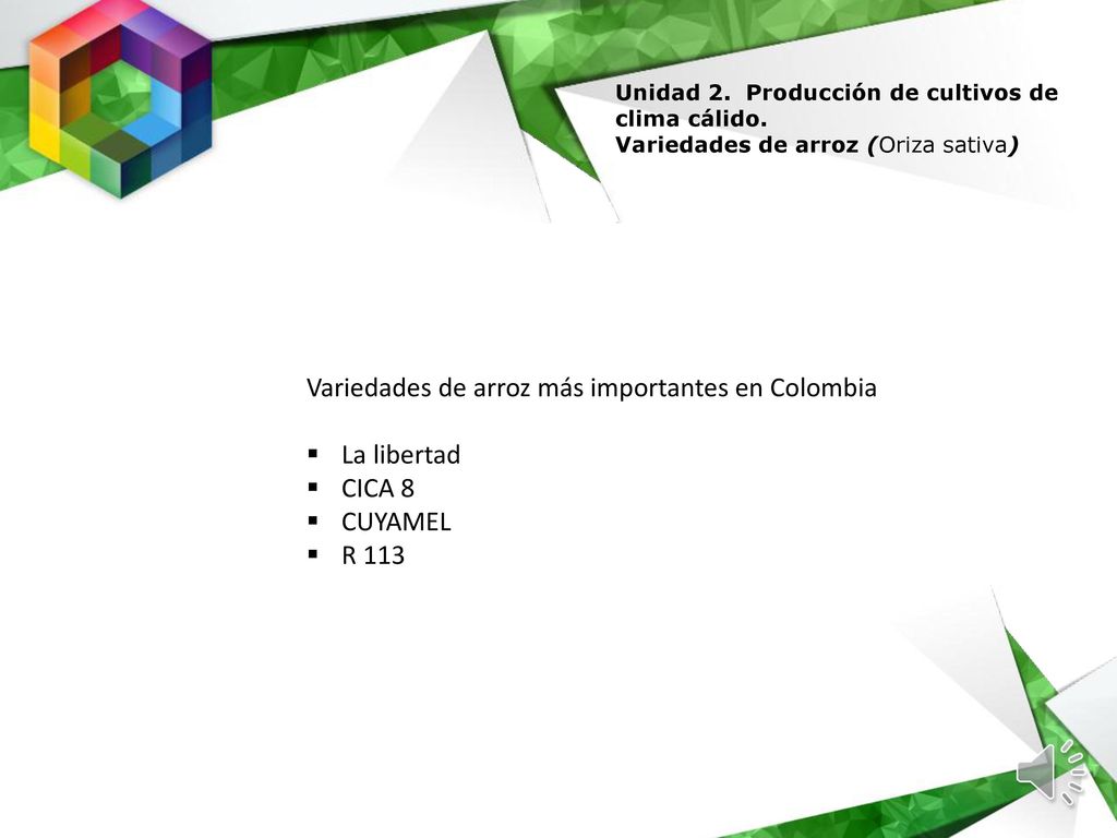 Variedades de arroz más importantes en Colombia La libertad CICA 8