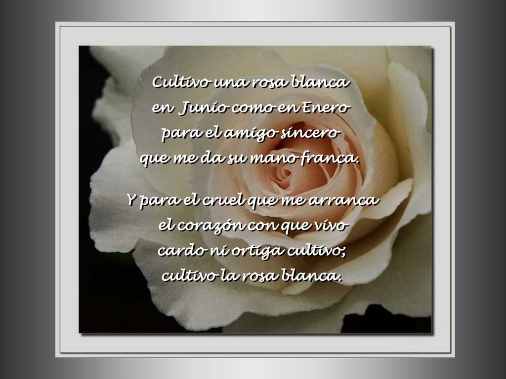 Cultivo una rosa blanca en Junio como en Enero para el amigo sincero