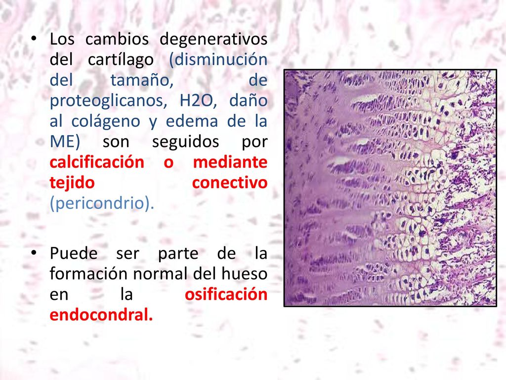 Los cambios degenerativos del cartílago (disminución del tamaño, de proteoglicanos, H2O, daño al colágeno y edema de la ME) son seguidos por calcificación o mediante tejido conectivo (pericondrio).