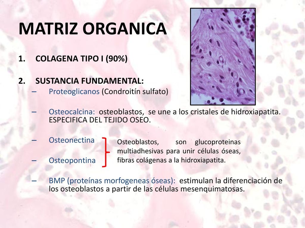 MATRIZ ORGANICA COLAGENA TIPO I (90%) 2. SUSTANCIA FUNDAMENTAL: