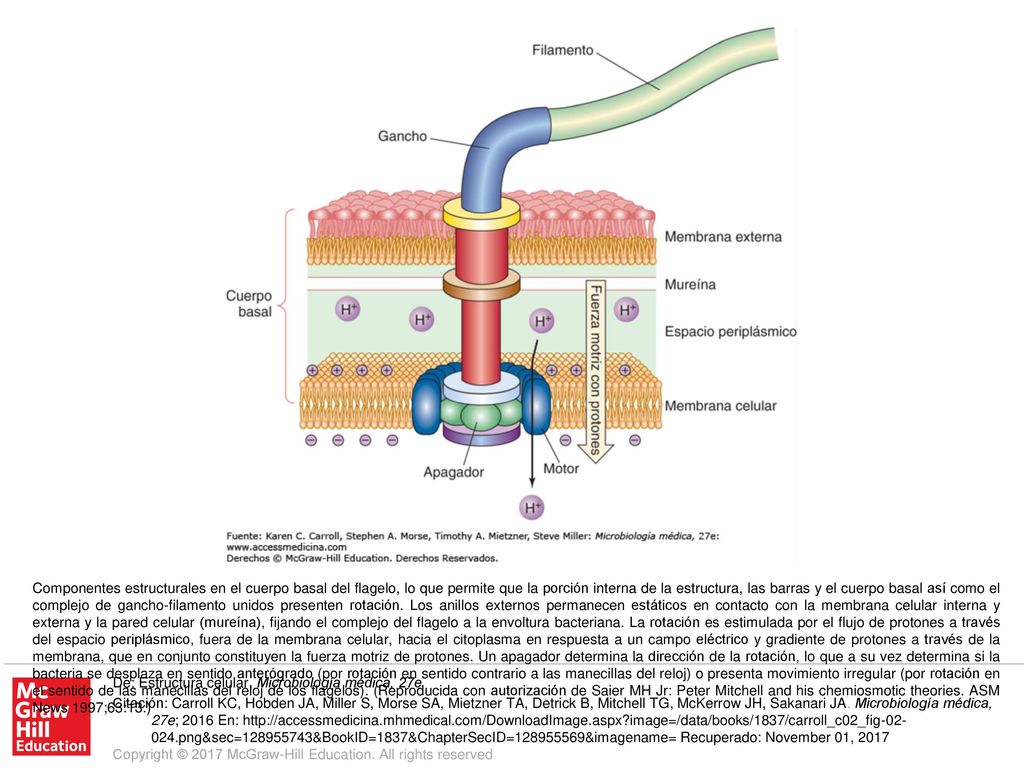 Componentes estructurales en el cuerpo basal del flagelo, lo que permite que la porción interna de la estructura, las barras y el cuerpo basal así como el complejo de gancho-filamento unidos presenten rotación. Los anillos externos permanecen estáticos en contacto con la membrana celular interna y externa y la pared celular (mureína), fijando el complejo del flagelo a la envoltura bacteriana. La rotación es estimulada por el flujo de protones a través del espacio periplásmico, fuera de la membrana celular, hacia el citoplasma en respuesta a un campo eléctrico y gradiente de protones a través de la membrana, que en conjunto constituyen la fuerza motriz de protones. Un apagador determina la dirección de la rotación, lo que a su vez determina si la bacteria se desplaza en sentido anterógrado (por rotación en sentido contrario a las manecillas del reloj) o presenta movimiento irregular (por rotación en el sentido de las manecillas del reloj de los flagelos). (Reproducida con autorización de Saier MH Jr: Peter Mitchell and his chemiosmotic theories. ASM News 1997;63:13.)