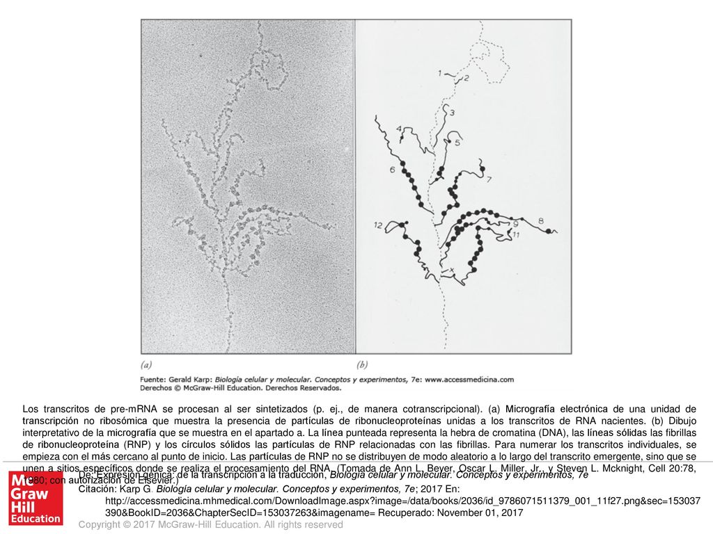 Los transcritos de pre-mRNA se procesan al ser sintetizados (p. ej