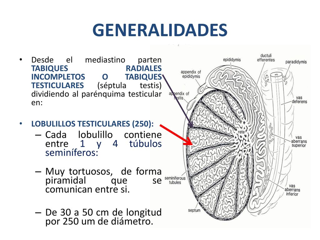 GENERALIDADES Cada lobulillo contiene entre 1 y 4 túbulos seminíferos:
