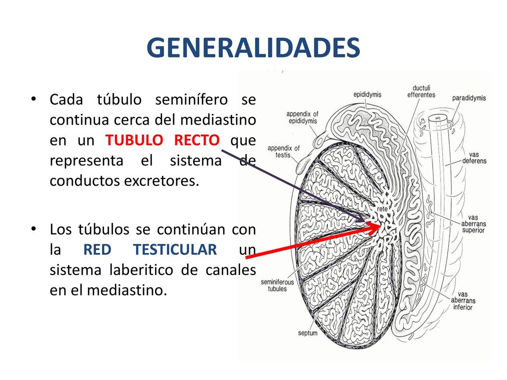 GENERALIDADES Cada túbulo seminífero se continua cerca del mediastino en un TUBULO RECTO que representa el sistema de conductos excretores.