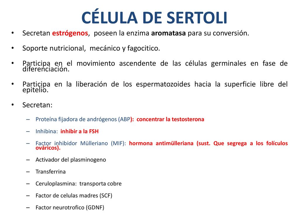 CÉLULA DE SERTOLI Secretan estrógenos, poseen la enzima aromatasa para su conversión. Soporte nutricional, mecánico y fagocitico.