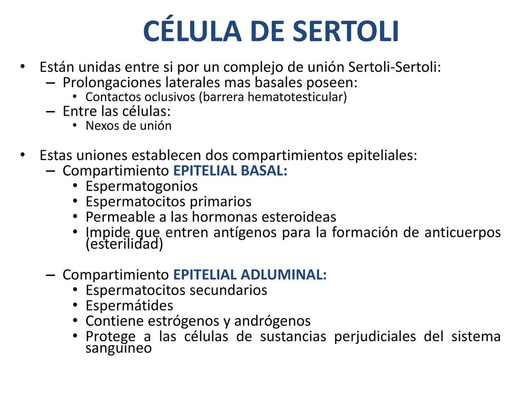 CÉLULA DE SERTOLI Están unidas entre si por un complejo de unión Sertoli-Sertoli: Prolongaciones laterales mas basales poseen: