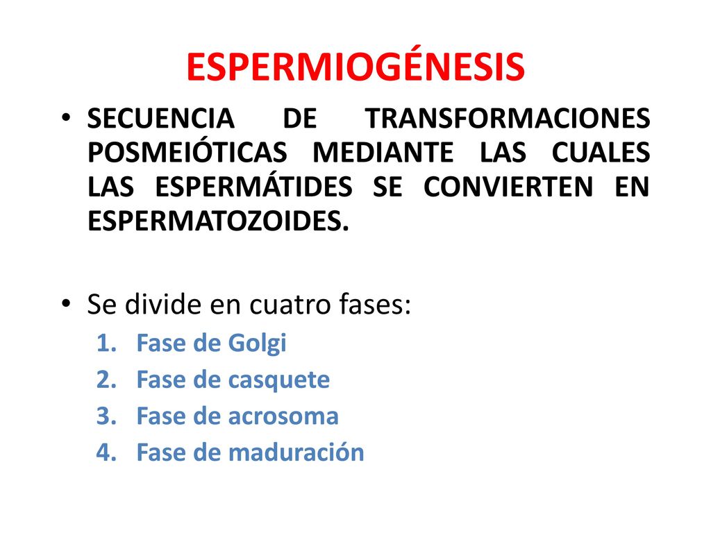 ESPERMIOGÉNESIS SECUENCIA DE TRANSFORMACIONES POSMEIÓTICAS MEDIANTE LAS CUALES LAS ESPERMÁTIDES SE CONVIERTEN EN ESPERMATOZOIDES.