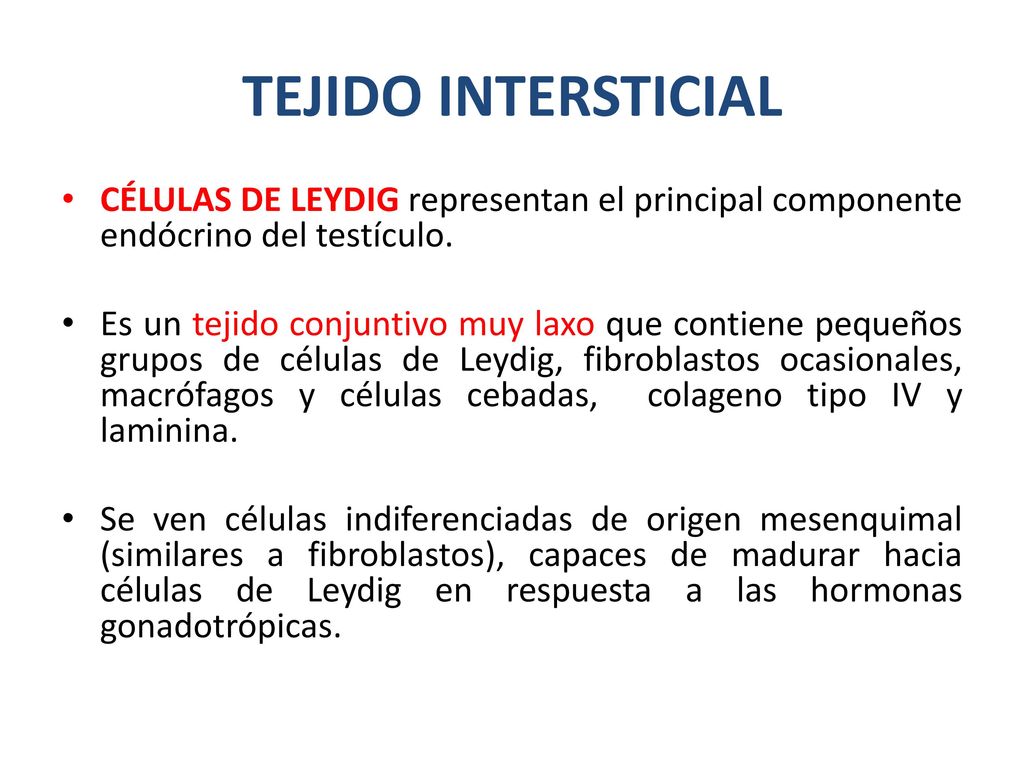 TEJIDO INTERSTICIAL CÉLULAS DE LEYDIG representan el principal componente endócrino del testículo.
