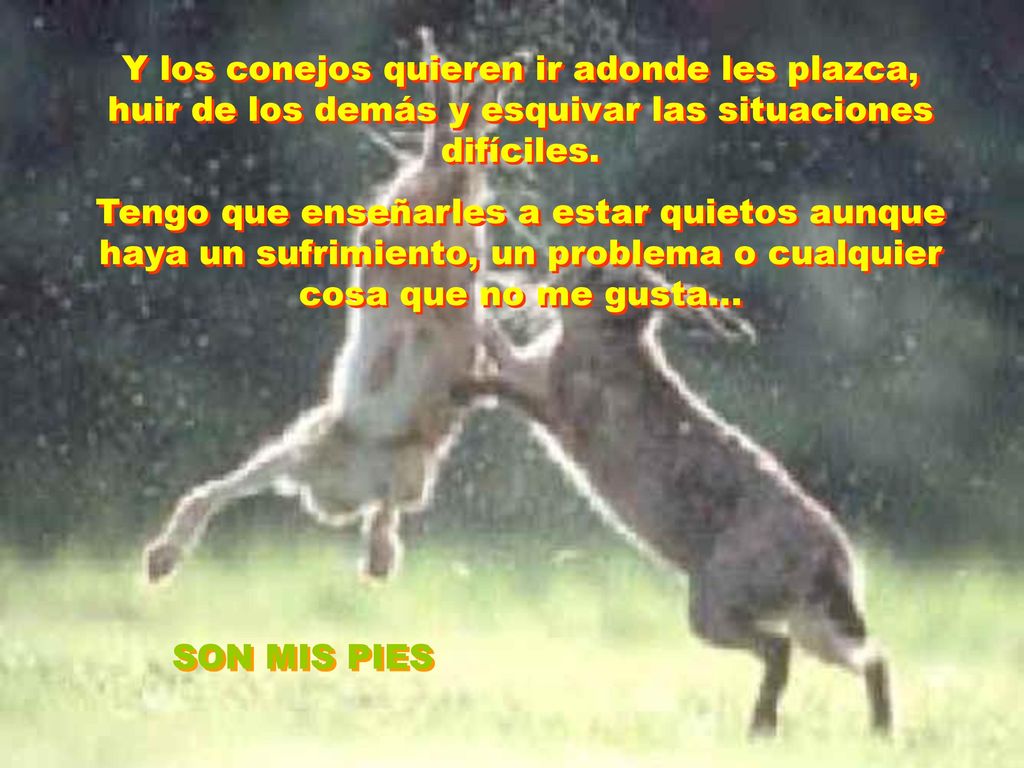 Y los conejos quieren ir adonde les plazca, huir de los demás y esquivar las situaciones difíciles.