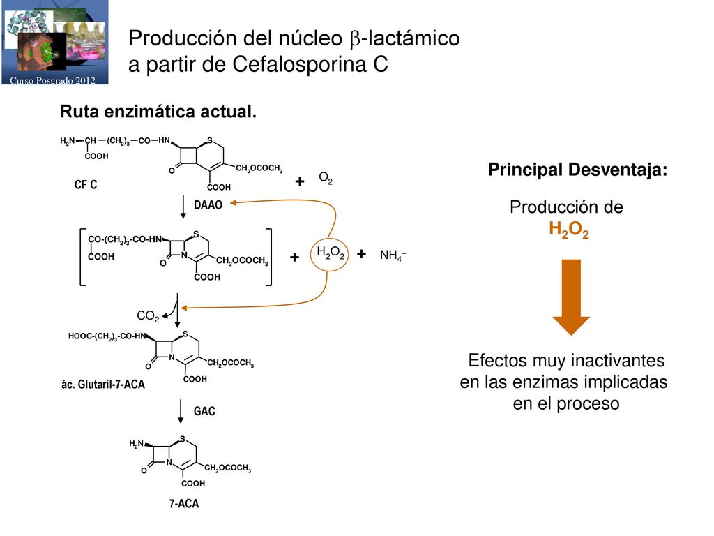 Producción del núcleo b-lactámico a partir de Cefalosporina C