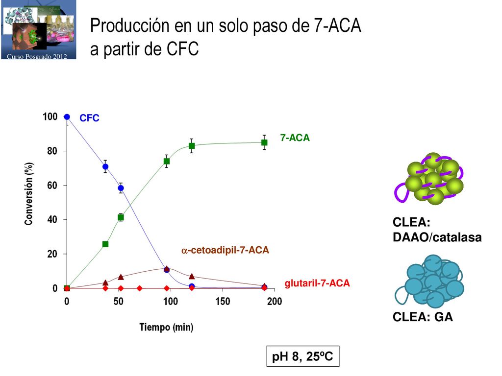 Producción en un solo paso de 7-ACA a partir de CFC