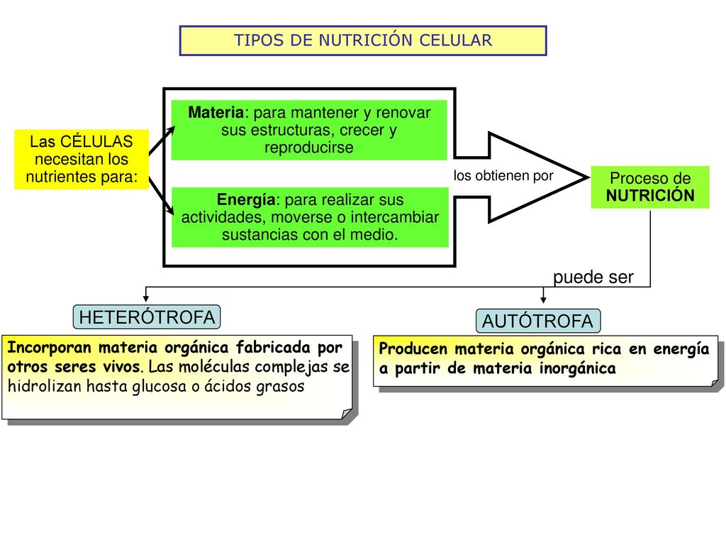 puede ser HETERÓTROFA AUTÓTROFA TIPOS DE NUTRICIÓN CELULAR
