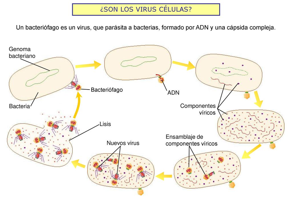 ¿SON LOS VIRUS CÉLULAS Un bacteriófago es un virus, que parásita a bacterias, formado por ADN y una cápsida compleja.