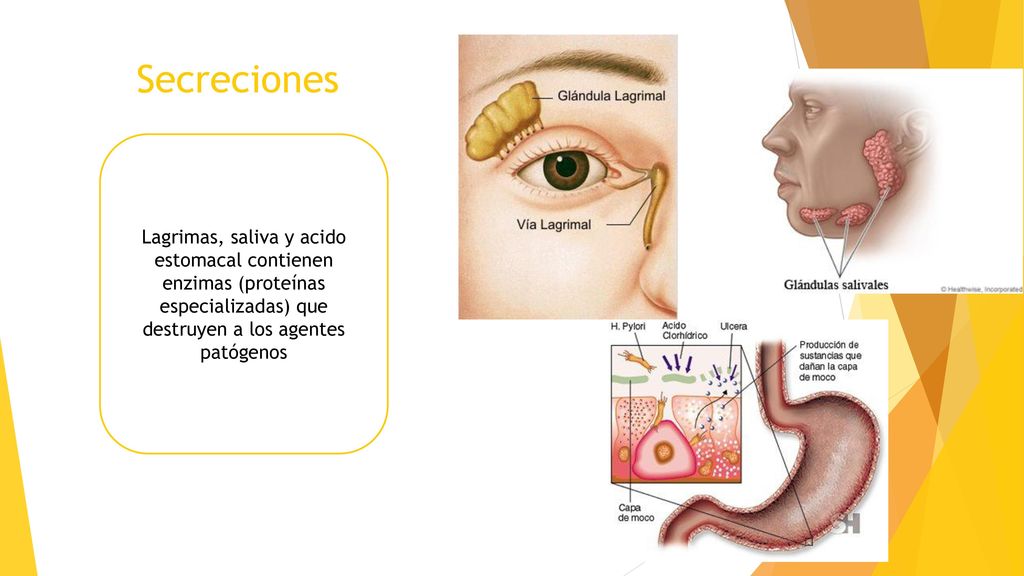 Secreciones Lagrimas, saliva y acido estomacal contienen enzimas (proteínas especializadas) que destruyen a los agentes patógenos.