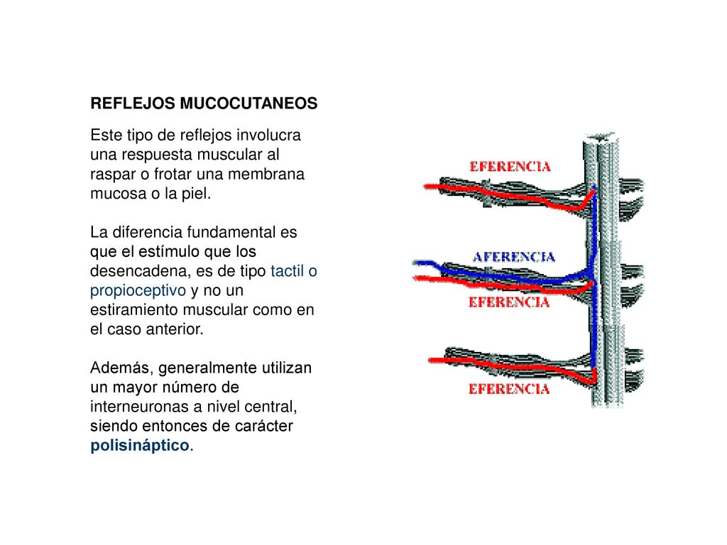 REFLEJOS MUCOCUTANEOS Este tipo de reflejos involucra una respuesta muscular al raspar o frotar una membrana mucosa o la piel.