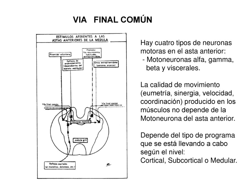 VIA FINAL COMÚN Hay cuatro tipos de neuronas motoras en el asta anterior: - Motoneuronas alfa, gamma,