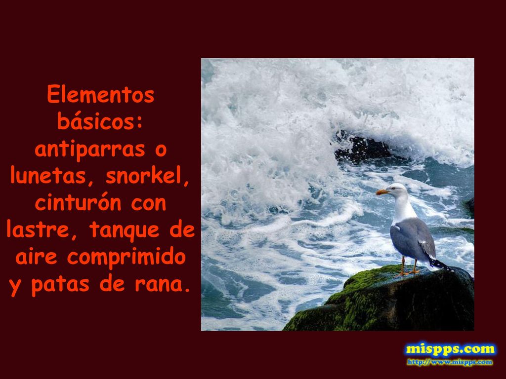 Elementos básicos: antiparras o lunetas, snorkel, cinturón con lastre, tanque de aire comprimido y patas de rana.