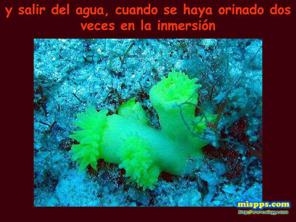 y salir del agua, cuando se haya orinado dos veces en la inmersión