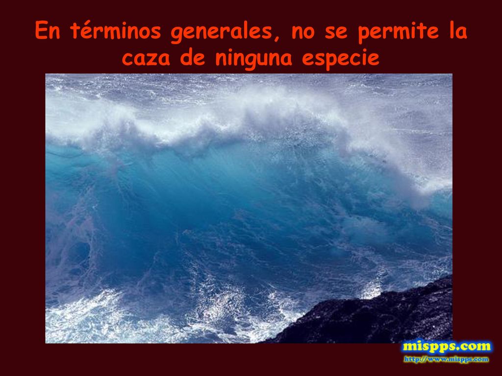 En términos generales, no se permite la caza de ninguna especie