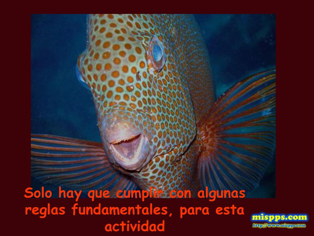 Solo hay que cumplir con algunas reglas fundamentales, para esta actividad