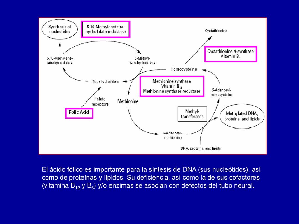 El ácido fólico es importante para la síntesis de DNA (sus nucleótidos), así como de proteínas y lípidos.