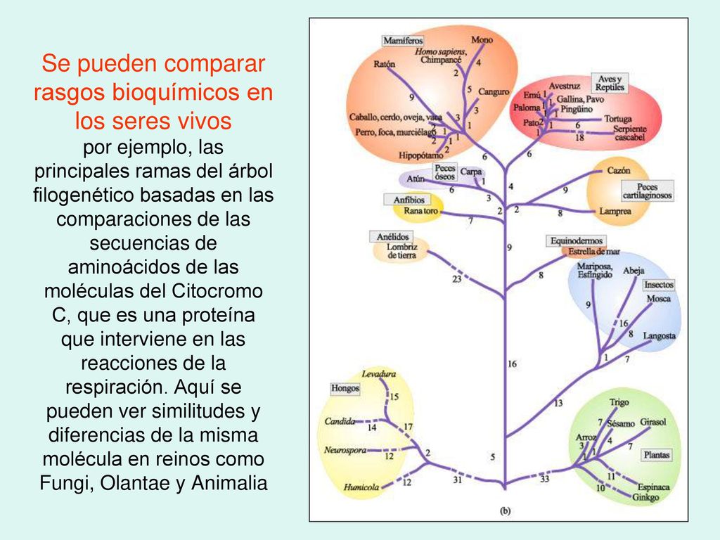 Se pueden comparar rasgos bioquímicos en los seres vivos por ejemplo, las principales ramas del árbol filogenético basadas en las comparaciones de las secuencias de aminoácidos de las moléculas del Citocromo C, que es una proteína que interviene en las reacciones de la respiración.