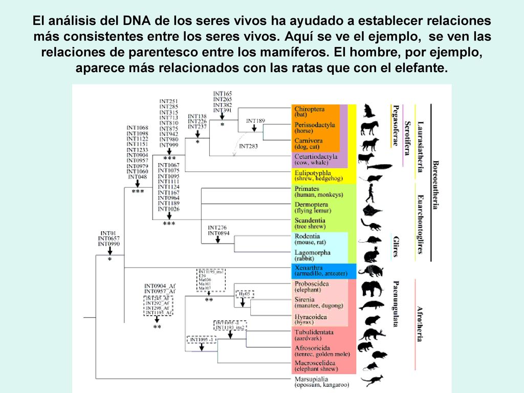 El análisis del DNA de los seres vivos ha ayudado a establecer relaciones más consistentes entre los seres vivos.