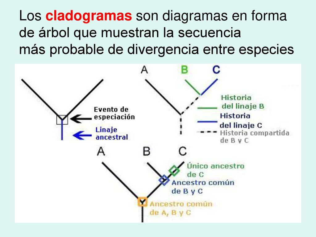 Los cladogramas son diagramas en forma de árbol que muestran la secuencia más probable de divergencia entre especies