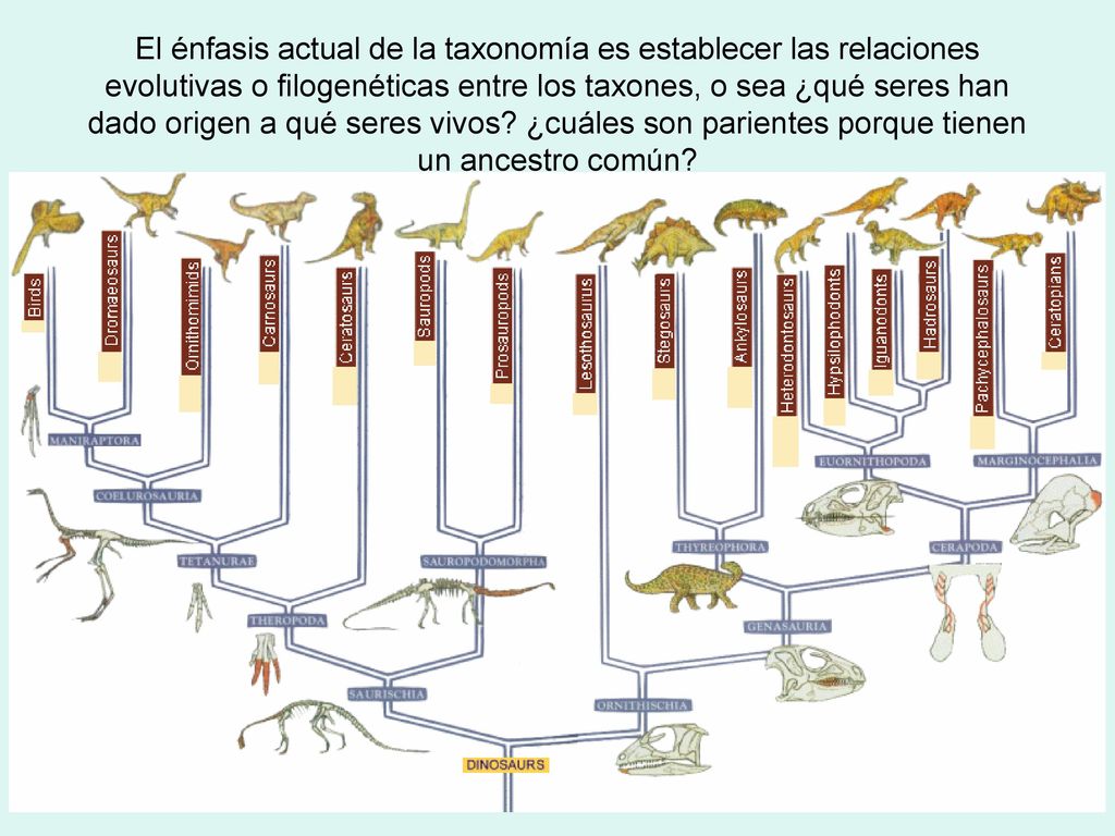 El énfasis actual de la taxonomía es establecer las relaciones evolutivas o filogenéticas entre los taxones, o sea ¿qué seres han dado origen a qué seres vivos.