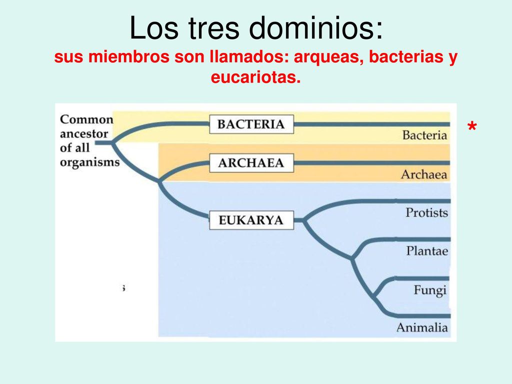 Los tres dominios: sus miembros son llamados: arqueas, bacterias y eucariotas.