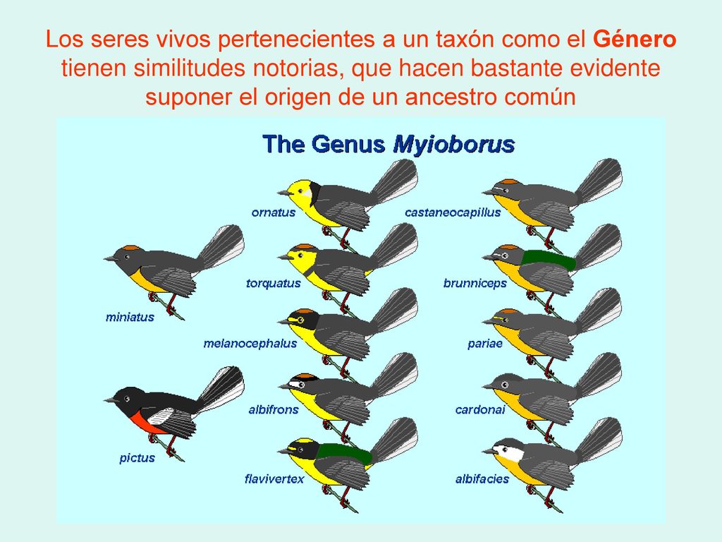 Los seres vivos pertenecientes a un taxón como el Género tienen similitudes notorias, que hacen bastante evidente suponer el origen de un ancestro común