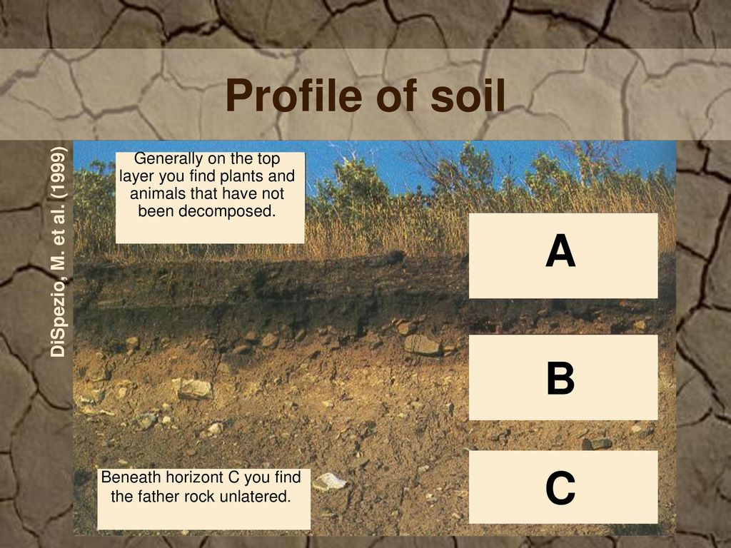 Profile of soil A B C DiSpezio, M. et al. (1999)