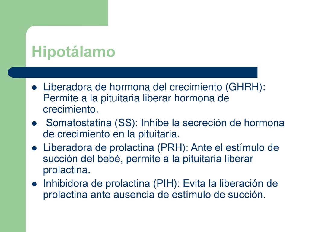 Hipotálamo Liberadora de hormona del crecimiento (GHRH): Permite a la pituitaria liberar hormona de crecimiento.