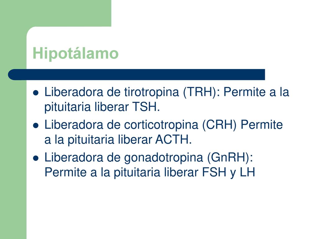 Hipotálamo Liberadora de tirotropina (TRH): Permite a la pituitaria liberar TSH.