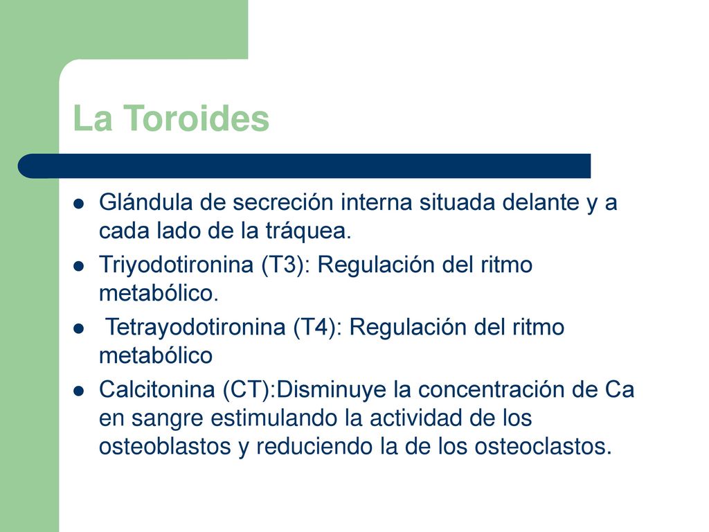 La Toroides Glándula de secreción interna situada delante y a cada lado de la tráquea. Triyodotironina (T3): Regulación del ritmo metabólico.