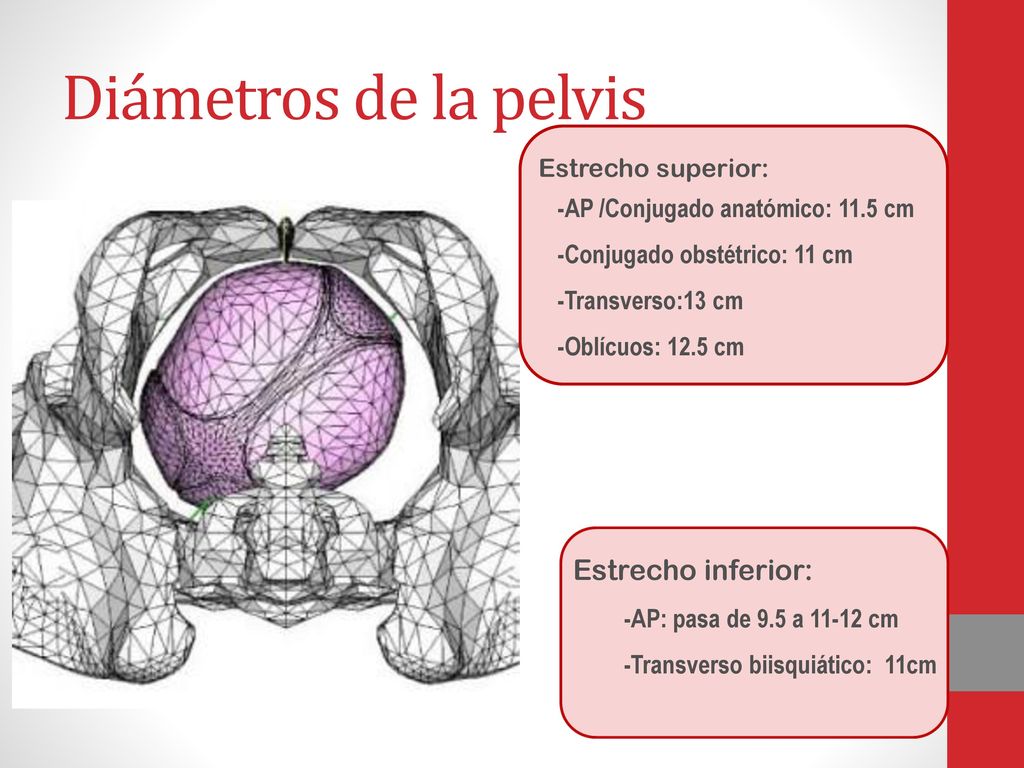 Diámetros de la pelvis Estrecho inferior: Estrecho superior: