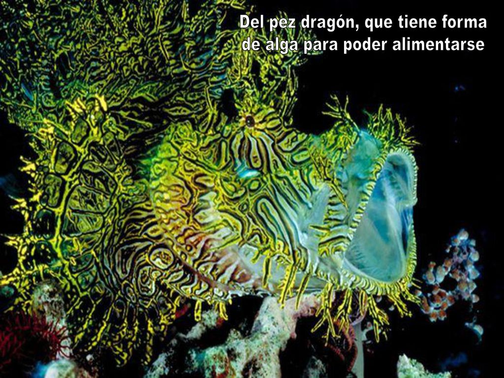 Del pez dragón, que tiene forma de alga para poder alimentarse