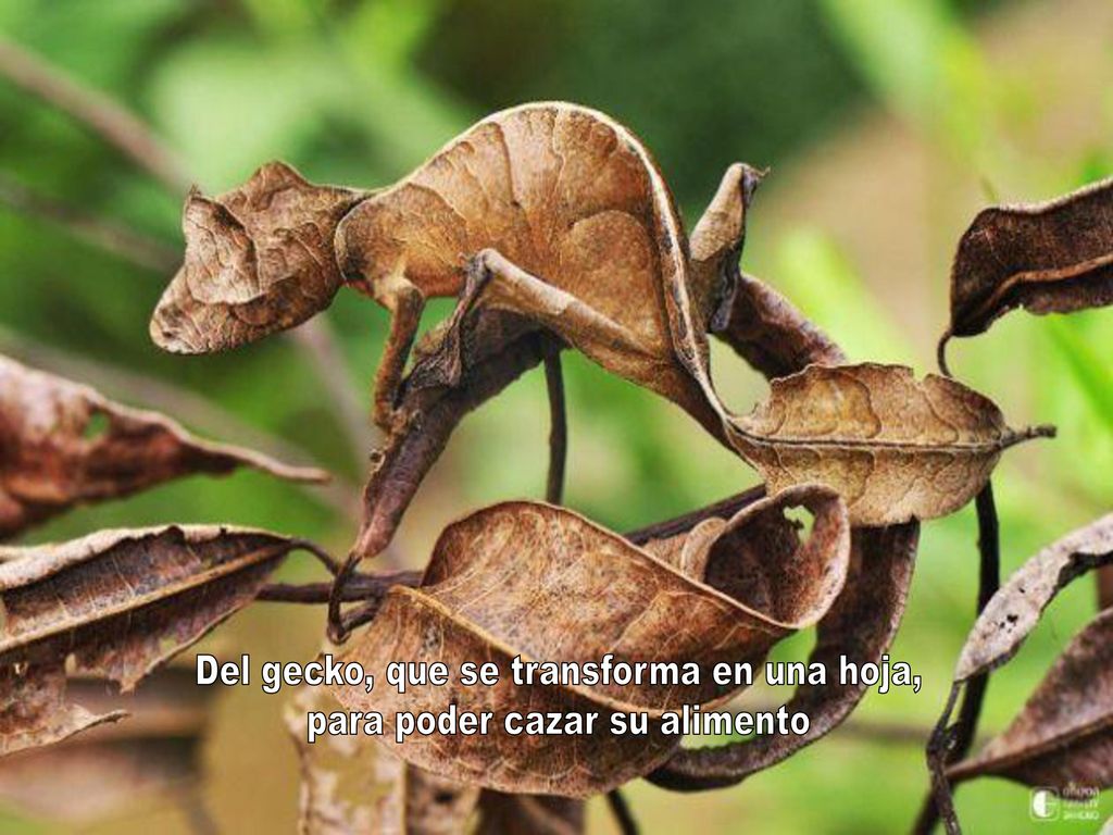 Del gecko, que se transforma en una hoja, para poder cazar su alimento