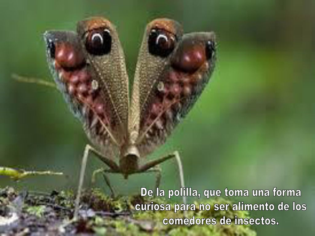 De la polilla, que toma una forma curiosa para no ser alimento de los